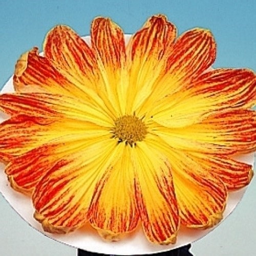 菊苗 大菊 一文字 岸の新世界 1芽