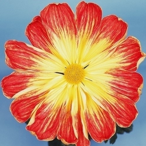 菊苗 大菊 一文字 岸の北極光 1芽