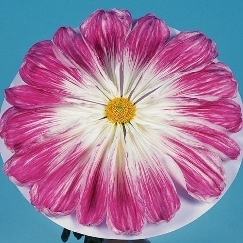 菊苗 大菊 一文字 玉光院 1芽