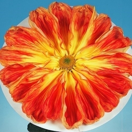 菊苗 大菊 一文字 新玉光院 1芽