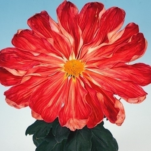 菊苗 大菊 一文字 紅御殿 1芽