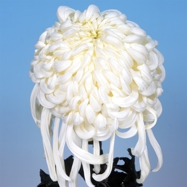 菊苗 大菊 大掴み 国華大滝 1芽