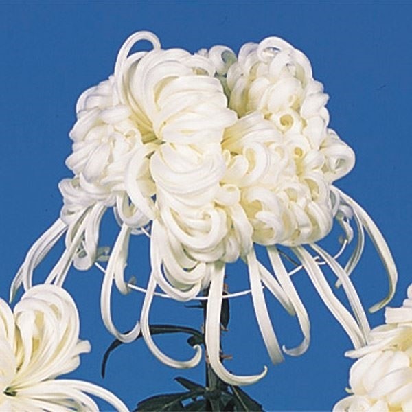 菊苗 大菊 大掴み 醴泉 1芽
