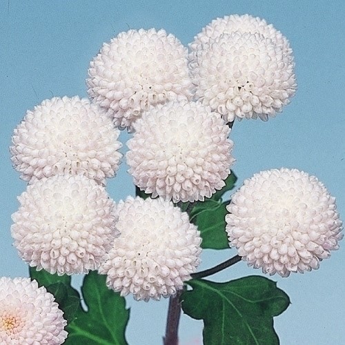 菊苗 小菊 小輪てまり菊 ベビードール 1株