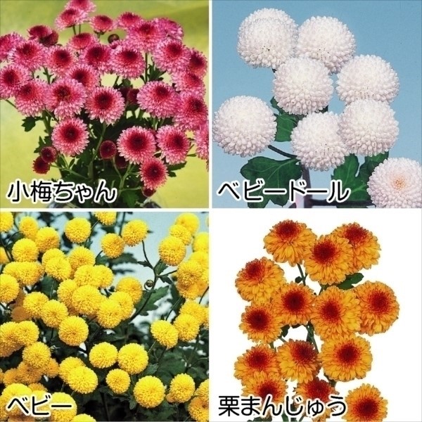 菊苗 小菊 小輪てまり菊セット 4種4株