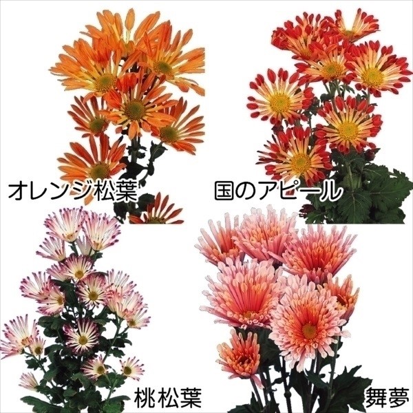 菊苗 小菊 松葉菊セット 4種4株