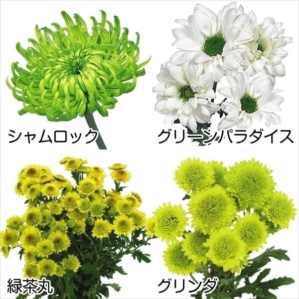 菊苗 緑菊セット 4種4株