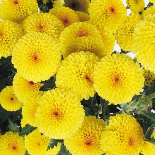 菊苗 小菊 てまり菊 黄ポン丸 1株