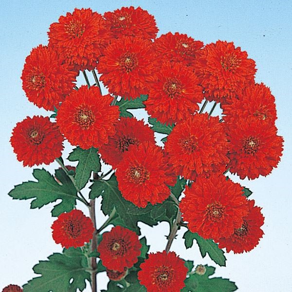 菊苗 小菊 てまり菊 エセル 1株