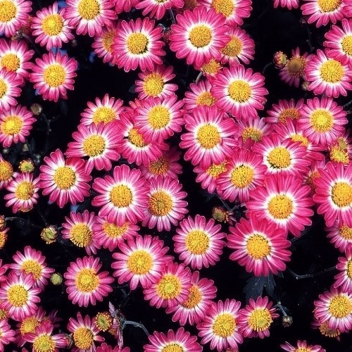 菊苗 ドーム菊 河南の恋 1株