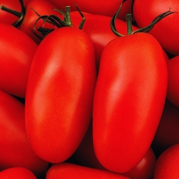 種 野菜たね トマト サンマルツァーノ２ 1袋(1ml) [特別カタログ]