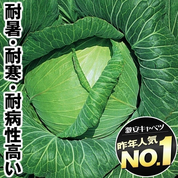 種 野菜たね キャべツ F1四季穫り甘藍 1袋(1ml) [特別カタログ]