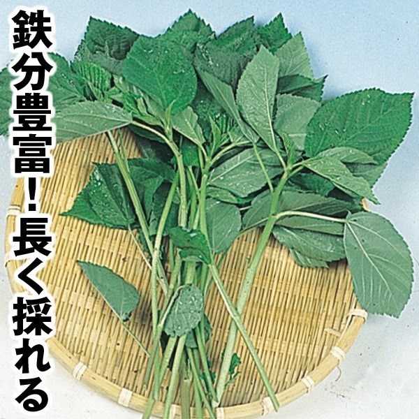 種 野菜たね 健康野菜 モロヘイヤ 1袋(4ml) [特別カタログ]