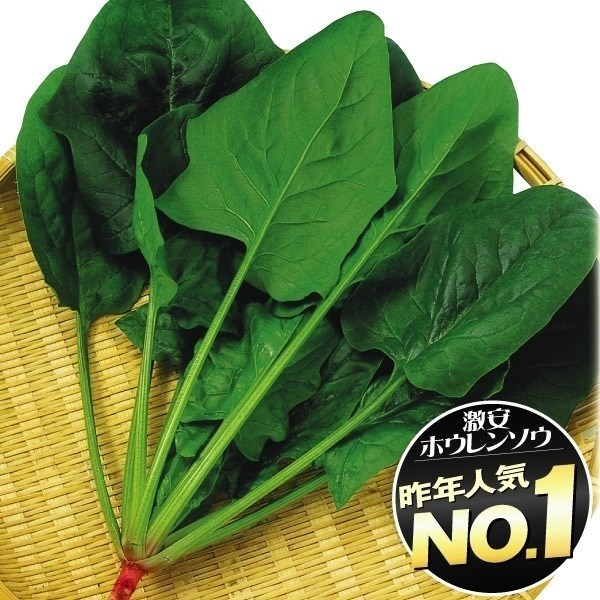 種 野菜たね ホウレンソウ F1優秀ホウレンソウ 1袋(35ml) [特別カタログ]