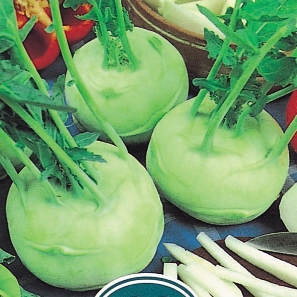 種 野菜たね 世界の野菜 コールラビー甘藍 1袋(3ml) [特別カタログ]