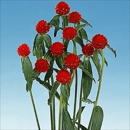 種 花たね 千日紅 ストロベリーフィールズ 1袋(300mg) [特別カタログ]