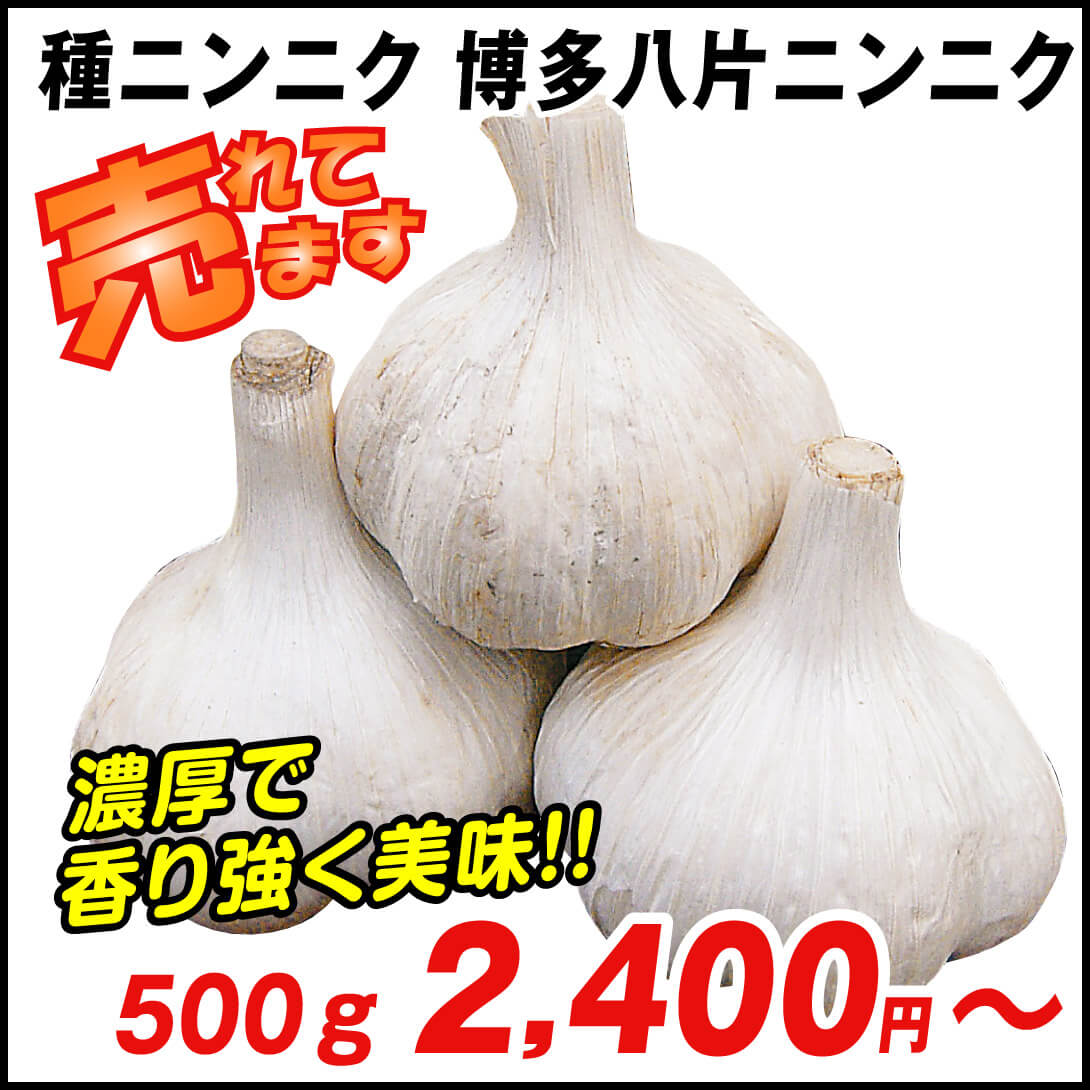 青森県産ニンニク　白玉王　種子20kg wamers_8577230