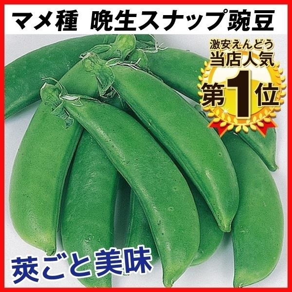種 野菜たね マメ エンドウ 晩生スナップ豌豆 1袋(25ml) [特別カタログ]