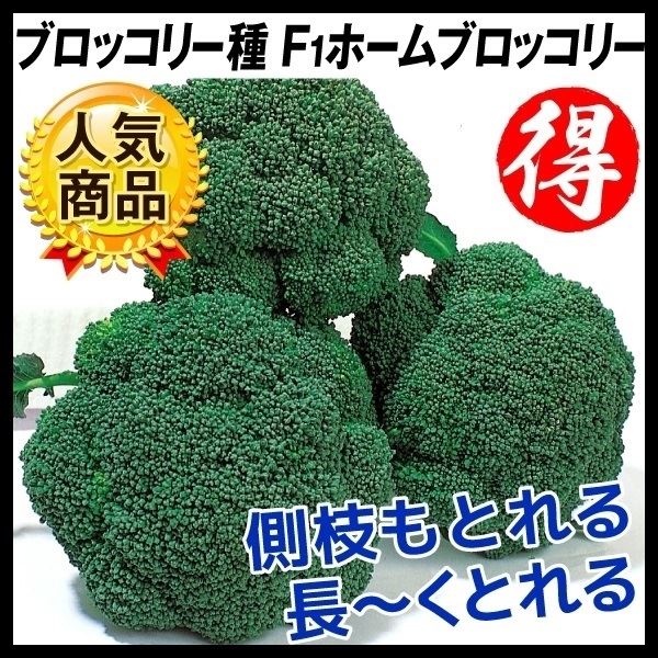 種 野菜たね ブロッコリー F1ホームブロッコリー 1袋(0.5ml) [特別カタログ]