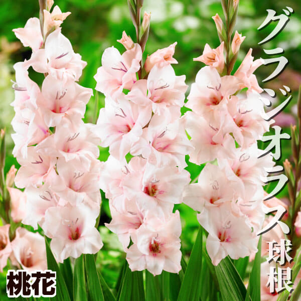 春植え球根 グラジオラス 桃花