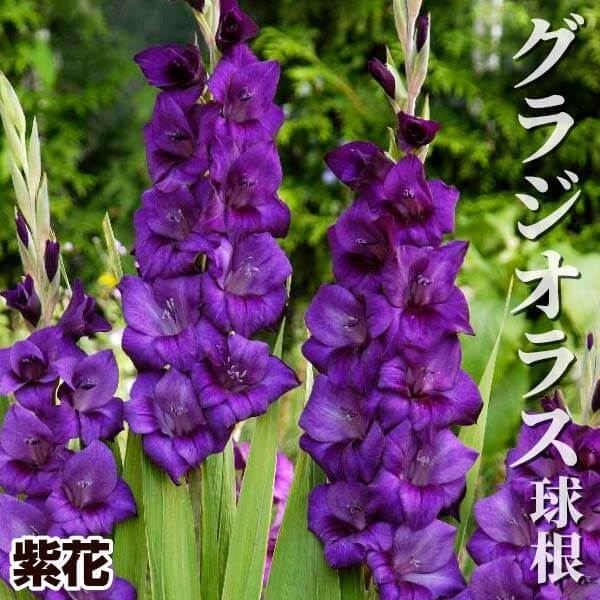 春植え球根 グラジオラス 紫花