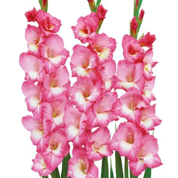 春植え球根 グラジオラス 桃白2色咲