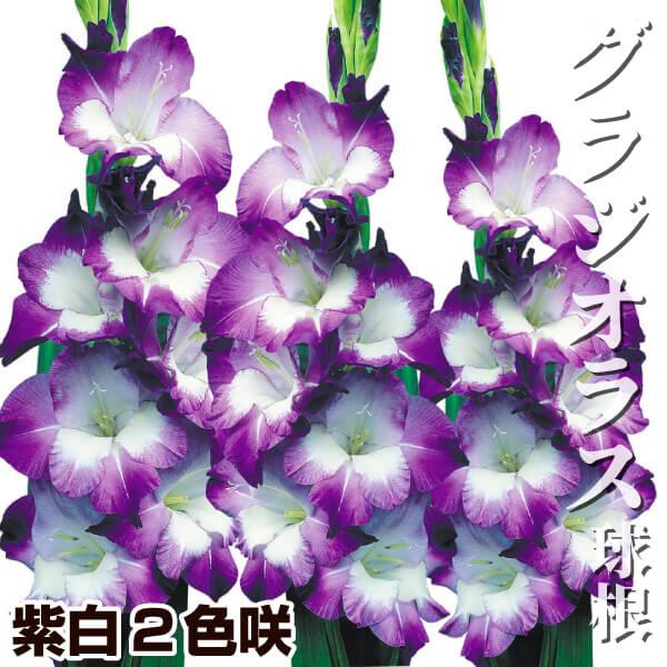 春植え球根 グラジオラス 紫白2色咲