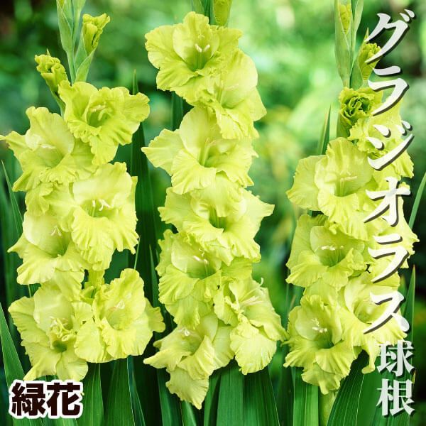 春植え球根 グラジオラス 緑花