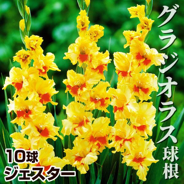 春植え球根 グラジオラス ジェスター