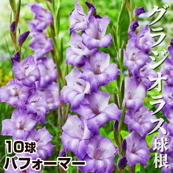 春植え球根 グラジオラス パフォーマー