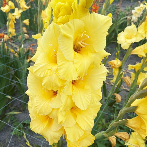 春植え球根 グラジオラス バナナラマ