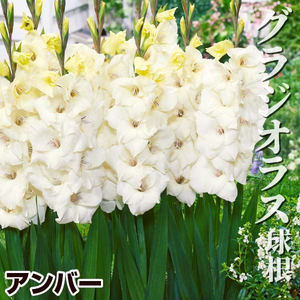 春植え球根 コンパクトグラジオラス グラミニ アンバー 20球