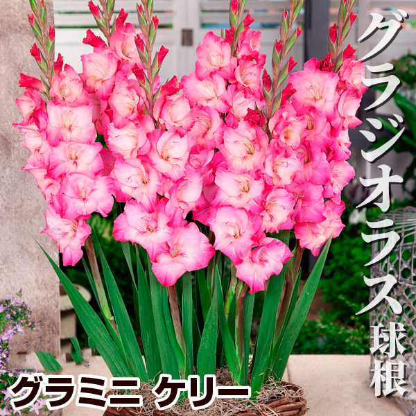 春植え球根 コンパクトグラジオラス ケリー