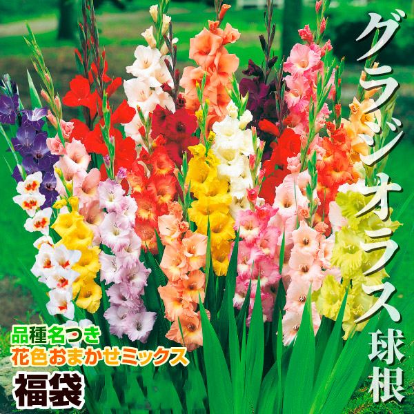 春植え球根 グラジオラス福袋 50球 (品種見計らい・名称付き)