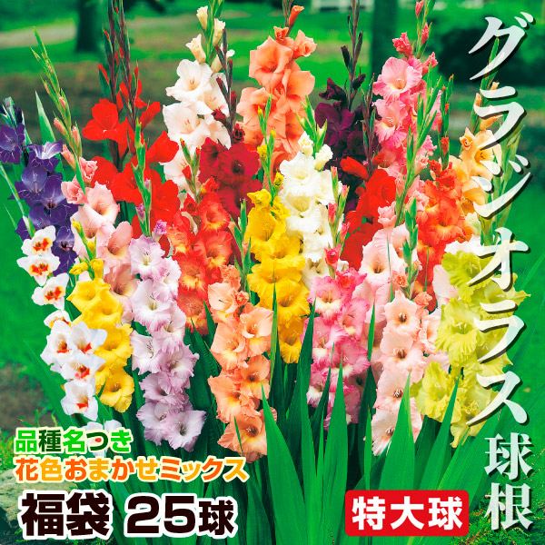 春植え球根 グラジオラス 特大球福袋 25球 (品種見計らい・名称付き)