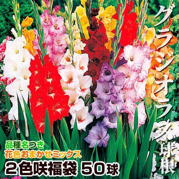 春植え球根 グラジオラス 2色咲福袋 50球 (品種見計らい・名称付き)