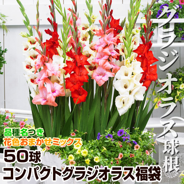 春植え球根 グラジオラス コンパクトグラジオラス福袋 50球 (品種見計らい・名称付き)