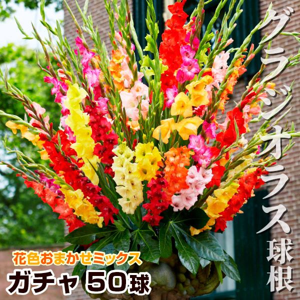 春植え球根 グラジオラスガチャ 50球(無選別) 送料無料