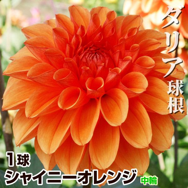 春植え球根 ダリア シャイニーオレンジ (中輪) 1球