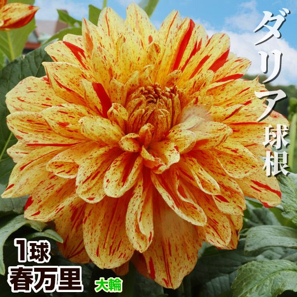 春植え球根 ダリア 春万里 (大輪) 1球