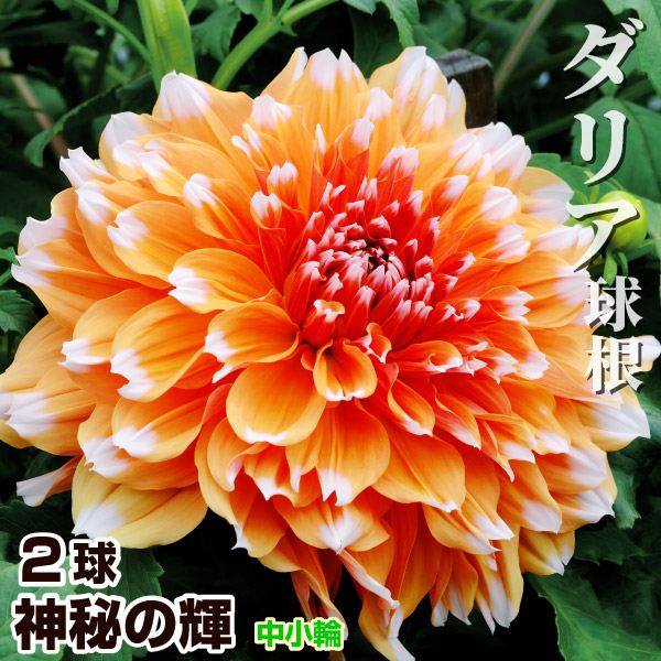 春植え球根 ダリア 神秘の輝 (中小輪) 2球