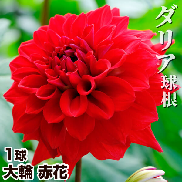 春植え球根 ダリア 大輪 赤花 1球