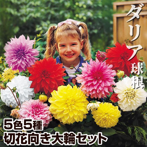 春植え球根 ダリア 切花向き大輪セット 5色5球 (各1球)