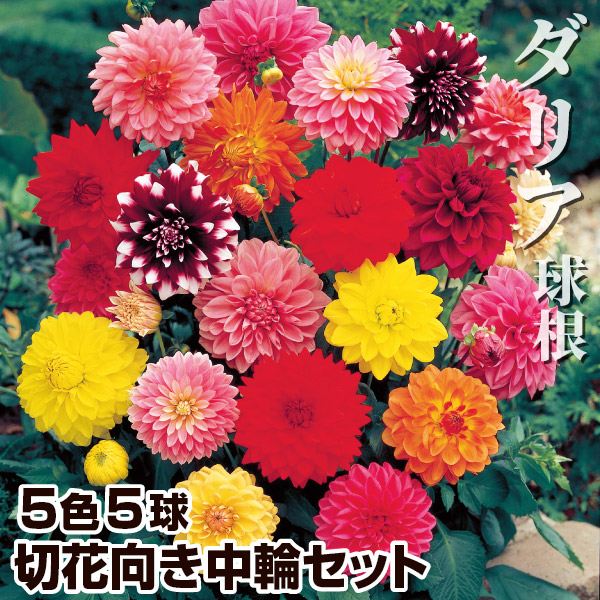 春植え球根 ダリア 切花向き中輪セット 5色5球 (各1球)