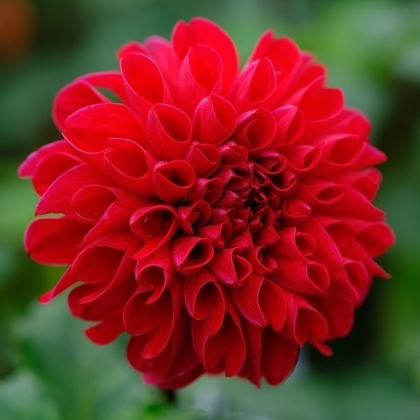 春植え球根 ダリア ポンポン 赤花 1球