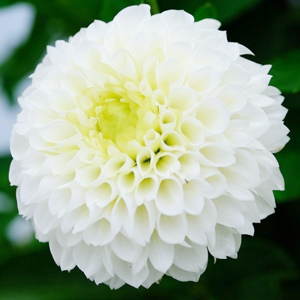 春植え球根 ダリア ポンポン 白花 1球