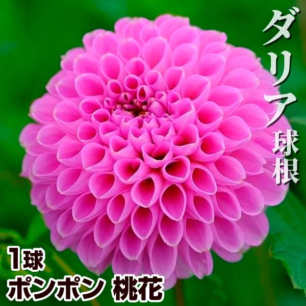 春植え球根 ダリア ポンポン 桃花 1球