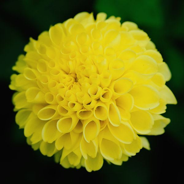 春植え球根 ダリア ポンポン 黄花 1球