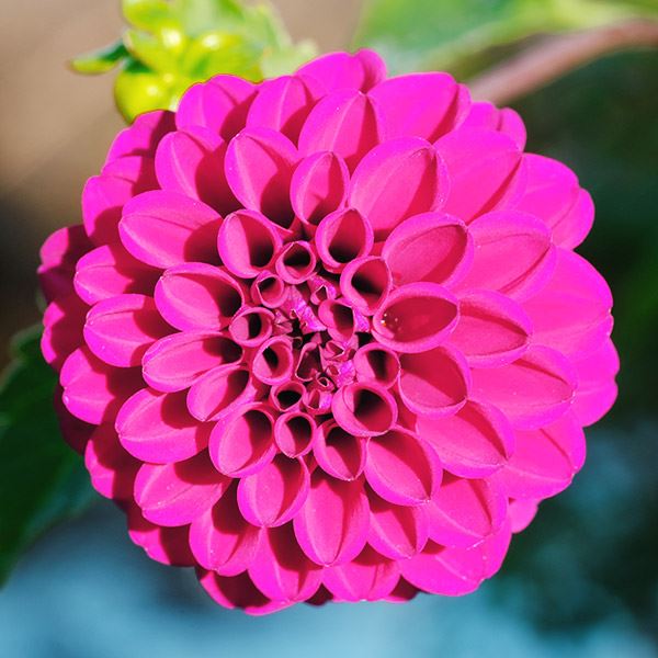 春植え球根 ダリア ポンポン 紫花 1球