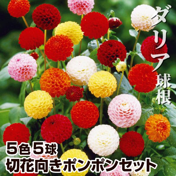 春植え球根 ダリア 切花向きポンポンセット 5色5球 (各1球)